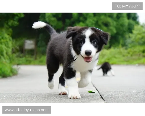 世界冠军跑步带狗拉爆全场：运动与萌宠的完美交汇